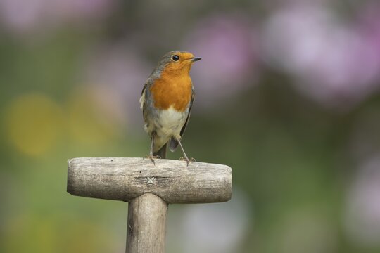 European robin (Erithacus rubecula) adult bird on a garden fork handle, England, United Kingdom
