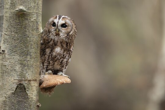 Tawny owl (Strix aluco) adult bird on a Bracket fungi on a Silver birch tree in a woodland in autumn, England, United Kingdom