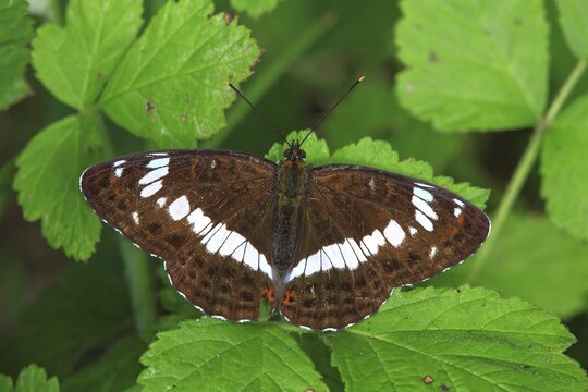 White Admiral (Limenitis camilla), butterfly