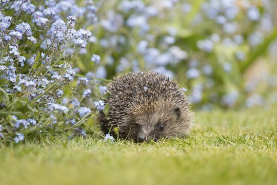 European hedgehog (Erinaceus europaeus) adult animal next to a garden border with blue Forget-me-not flowers in spring, England, United Kingdom