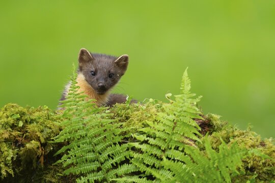 European pine marten (Martes martes) adult mustelid animal on a moss covered wall, Scotland, United Kingdom