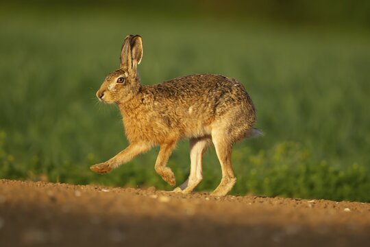 European brown hare (Lepus europaeus) adult animal running in a farmland field, England, United Kingdom
