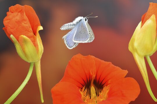 Male blue butterfly (Polyommatus icarus) in flight on the flowers of the Garden nasturtium (Tropaeolum majus)