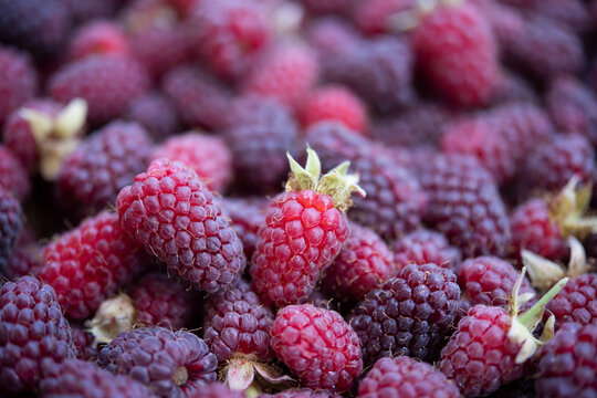 Two Fresh Raspberries with Fine Texture in Macro View
