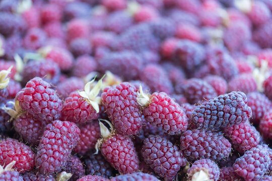 Three Ripe Raspberries in Sharp Focus with Soft Berry Background