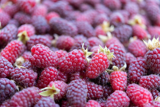 Fresh Raspberries with Selective Focus and Soft Berry Background