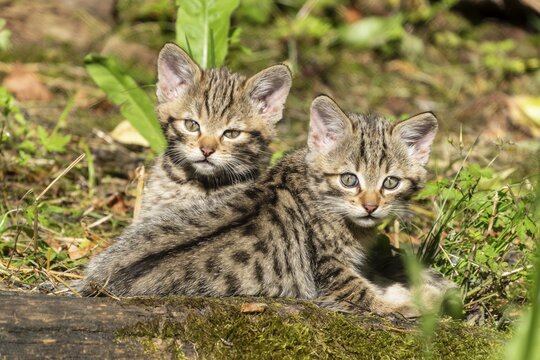Two tabby kittens sitting in the forest on mossy ground, surrounded by grass and leaves, wildcat (Felis silvestris), kittens, Germany