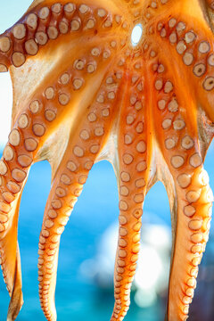 Octopus drying in the Greek sun, its tentacles stretched in warm coastal light &mdash; a traditional seaside scene capturing Mediterranean culture, local fishing heritage, and the island&rsquo;s authentic culinar