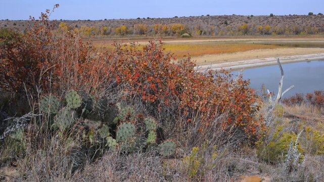 A dense patch of prickly pear cactus (Opuntia spp., family Cactaceae), Lake Carl Etling in Black Mesa State Park, Oklahoma, USA.