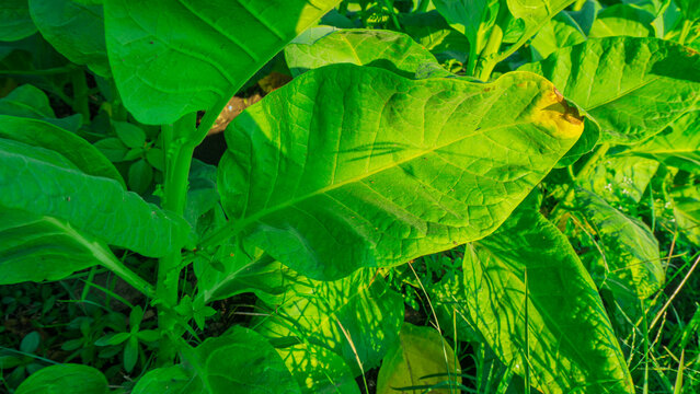 tobacco field 2 Red Dead Redemption 2: The Fine Joys Of Guide Tobacco Field" Images Browse