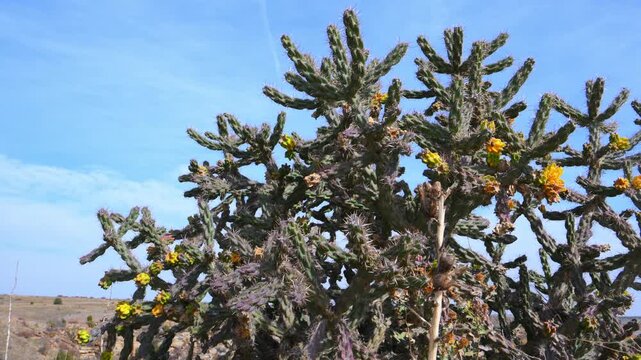 Buckhorn cholla cactus (Cylindropuntia acanthocarpa), a species of cholla cactus native to the deserts of North America.