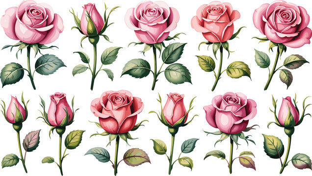 Pink roses flat vector illustration. Twelve beautiful botanical stems display fully open blossoms and delicate budding flowers with fresh green leaves.