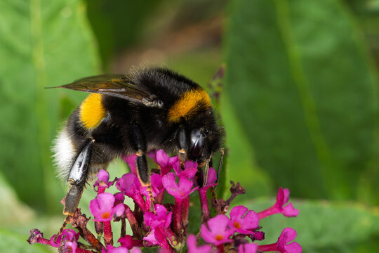 Erdhummel auf der Bl&uuml;te eines Schmetterlingsflieders (Buddleja davidii)