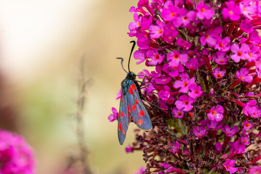 Sechsfleck-Widderchen (Zygaena filipendulae) auf der Bl&uuml;te eines Schmetterlingsflieders (Buddleja davidii) 
