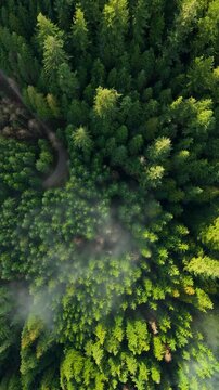 Top-down view shows a green pine forest through the clouds. Canadian nature