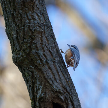 Eurasian Nuthatch Climbing Tree Trunk at Steinhofgr&uuml;nde⁠