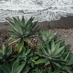 Obraz premium cactus on the ocean coast