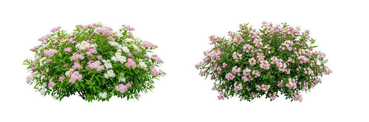 Obraz premium Flowering bushes with pink and white blossoms isolated on transparent background