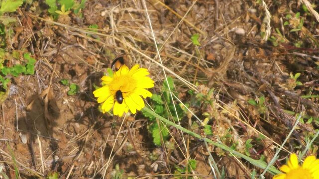 Two Black Beetles Interacting on Yellow Daisy Flower, Macro 4K