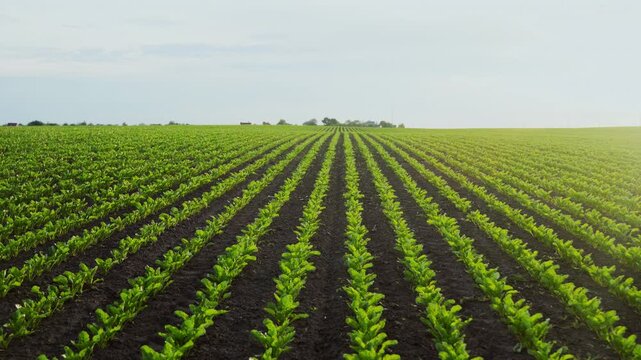 Green agricultural field with young beet crops growing in straight rows on a farm at sunset