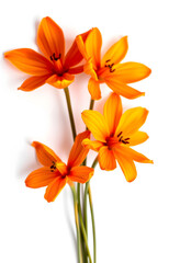 Obraz premium Close-up of vibrant orange saffron flowers on white background