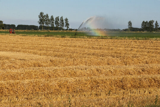 a field with big rows of straw and a rainbowing irrigation reel in the background in the countryside in summer