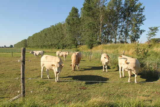 a herd of white cows is grazing in a green meadow in the dutch countryside in summer