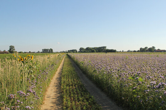 a path between colorful flower fields in the countryside in summer