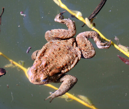 Common toad frog (Bufo bufo) in the wild