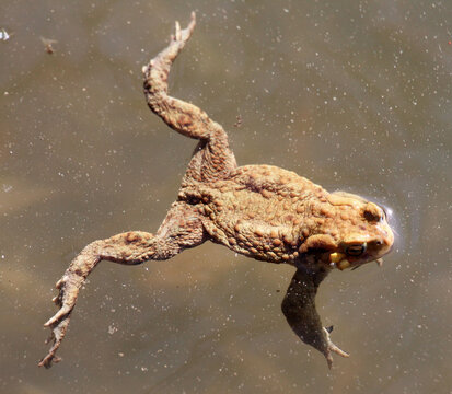 Common toad frog (Bufo bufo) in the wild