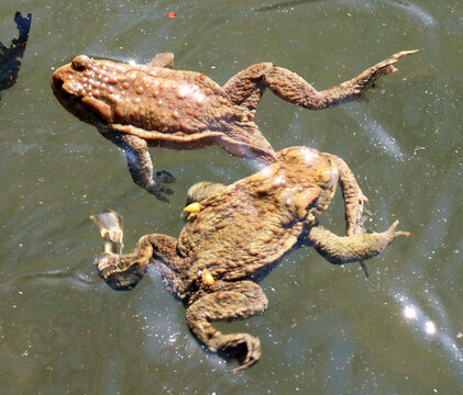 Common toad frog (Bufo bufo) in the wild