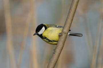 Great tit (Parus major) perched on a branch, close-up of a small passerine bird with yellow breast and black head in its natural habitat © Badr