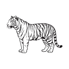 Obraz premium Black and white tiger drawing standing in profile