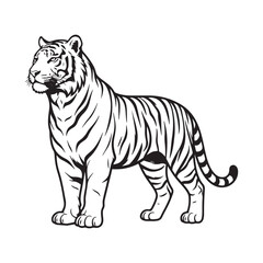 Fototapeta premium Black and white tiger drawing illustration