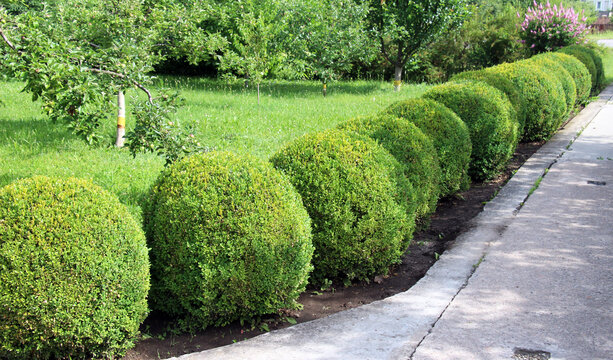 Common box (Buxus sempervirens) is used in landscape design