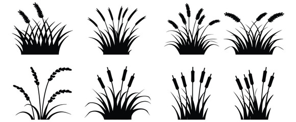 Cattail grass silhouette, black nature plant, marsh vegetation, wild reed bush, riverbank foliage, swamp coastal botanical vector illustration © CINCIN