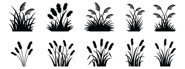 Cattail grass silhouette, black nature plant, marsh vegetation, wild reed bush, riverbank foliage, swamp coastal botanical vector illustration © CINCIN
