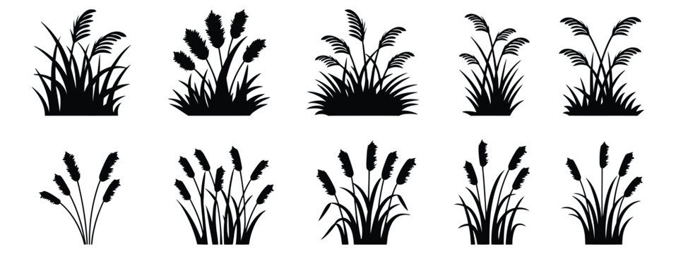 Cattail grass silhouette, black nature plant, marsh vegetation, wild reed bush, riverbank foliage, swamp coastal botanical vector illustration