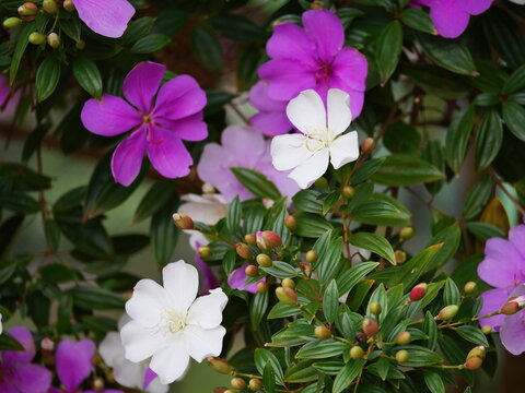 Tibouchina mutabilis flowers blooming, changing color from white to purple