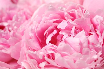 Obraz premium Beautiful pink peony flowers as background, closeup