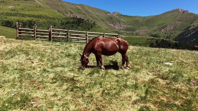 Chestnut horse grazing on a high altitude alpine meadow in Andorra with a traditional wooden corral fence and dramatic mountain cirque framing a deep valley under clear blue sky