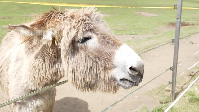 Fluffy donkey eating apple slice from human hand close up