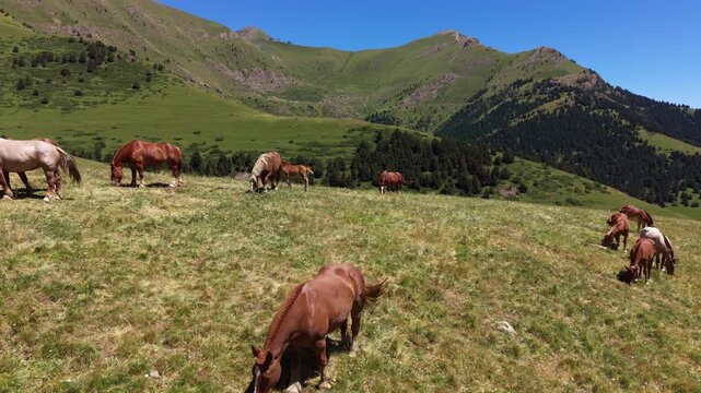 Group of chestnut horses grazing on a high altitude alpine meadow in Andorra, with one horse lying down resting in foreground, green mountain valley and blue sky backdrop, Pyrenees