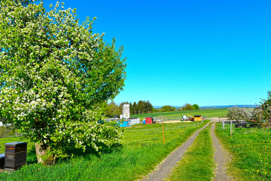 L&auml;ndliche Idylle mit bl&uuml;hendem Baum und Feldweg bei Spielberg in Brachttal, Hessen, Deutschland