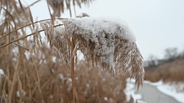 Snow-covered dry reeds and frozen wetland plants in a winter landscape, with soft blurred background and shallow depth of field.