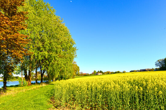 Der Erlenwiesenweiher mit bl&uuml;hendem Rapsfeld und bunten B&auml;umen bei Wittgenborn in Hessen, Deutschland