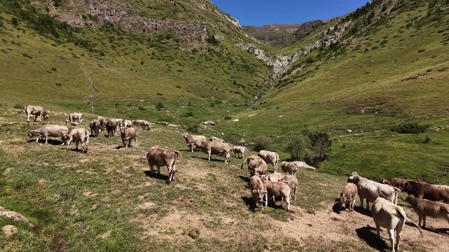 Brown cattle herd grazing on high altitude alpine meadow in Andorra with dramatic mountain cirque and cascading waterfall in valley, representing traditional summer transhumance in the Pyrenees