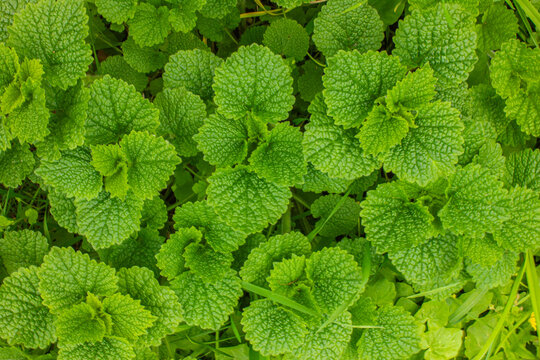 Fresh green lemon balm (Melissa officinalis) leaves growing in the garden. Close-up of vibrant aromatic herb foliage texture, natural pattern, organic background. Healthy medicinal plant concept.