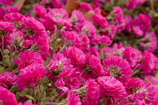 Bright Pink Chrysanthemum flowers in full bloom forming a vibrant floral background. Pink chrysanthemums growing in a garden, natural texture, seasonal floral wallpaper, and ornamental beauty.