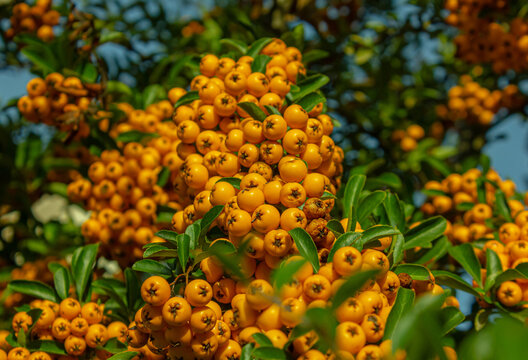 Pyracantha (Firethorn) with clusters of bright orange berries growing on evergreen branches in autumn. Vibrant ornamental shrub in a garden, natural seasonal background with selective focus.